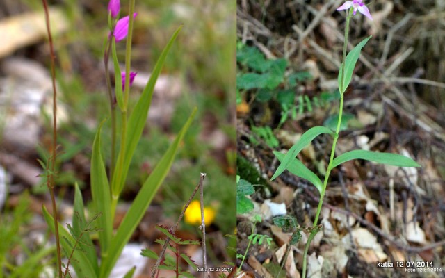 Cephalanthera rubra  o ibrido ????